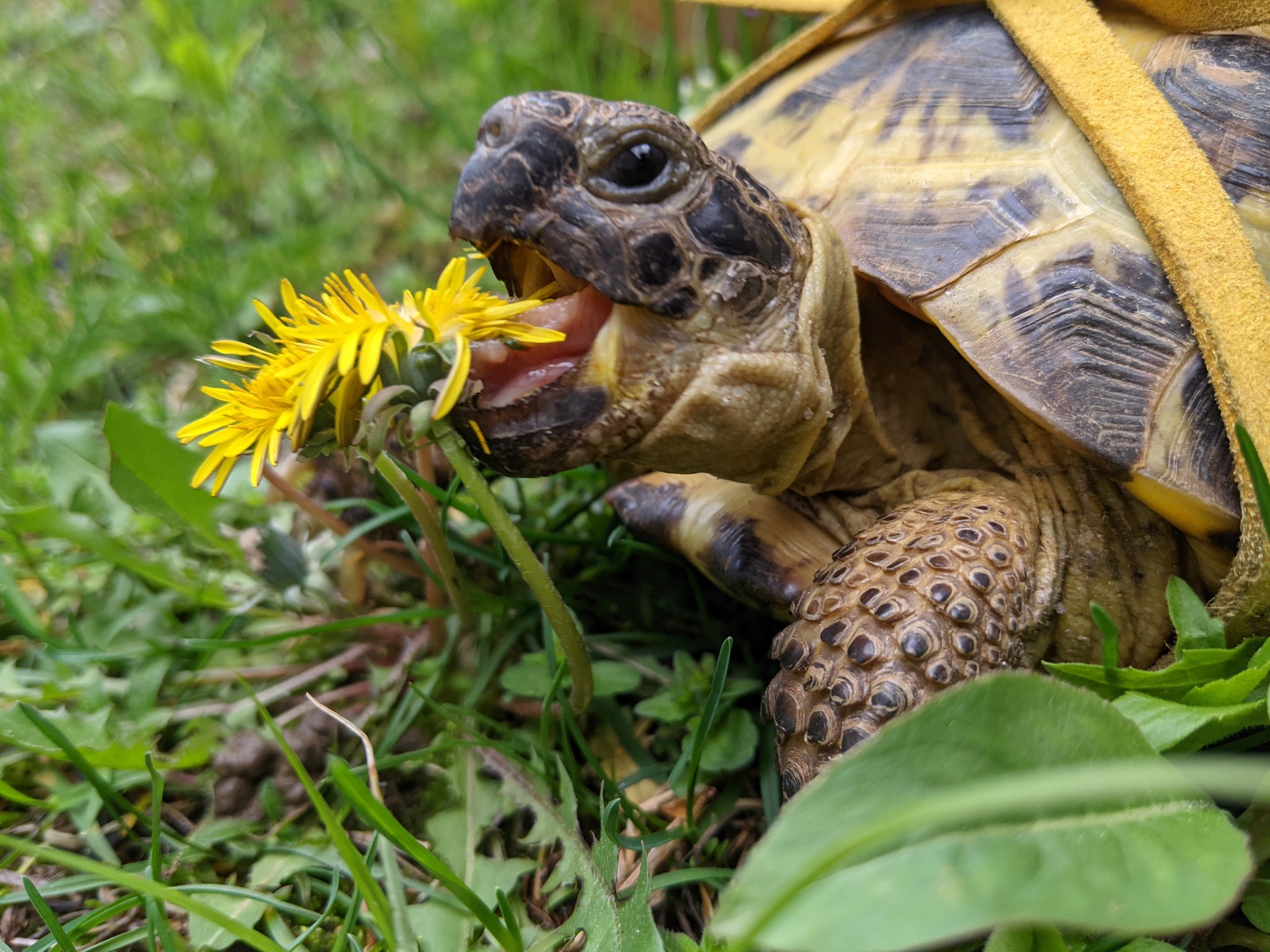 dandelion